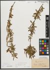 Foto von Salix triandra subsp. triandra L.